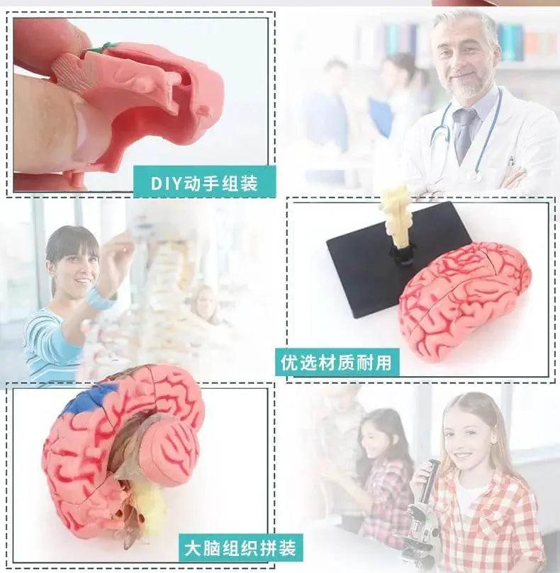  High-Quality 4D Human Brain Anatomy Model Assembly DIY For Medical Biology Studying Teaching Tool -  ToylandEU™