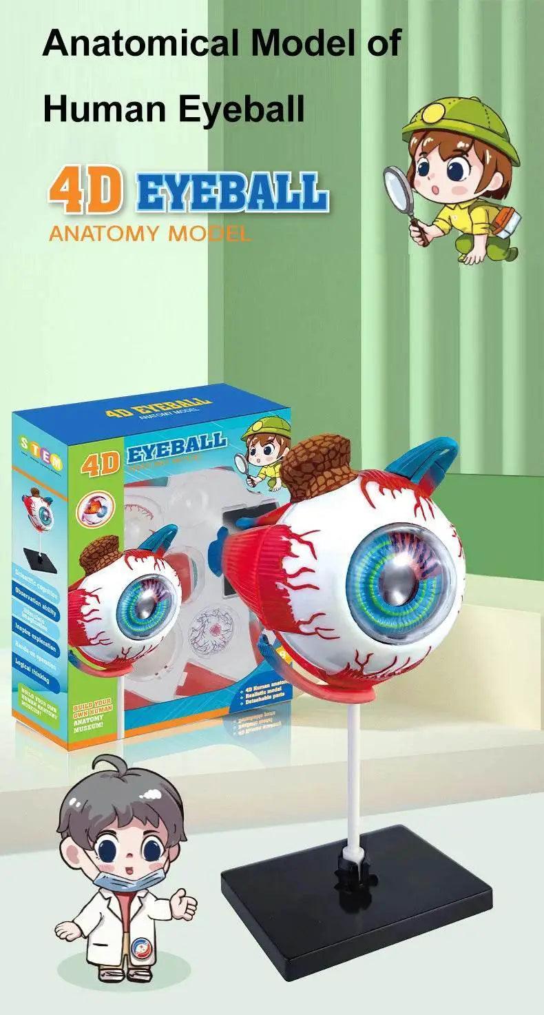  High-Quality 4D Human Brain Anatomy Model Assembly DIY For Medical Biology Studying Teaching Tool -  ToylandEU™