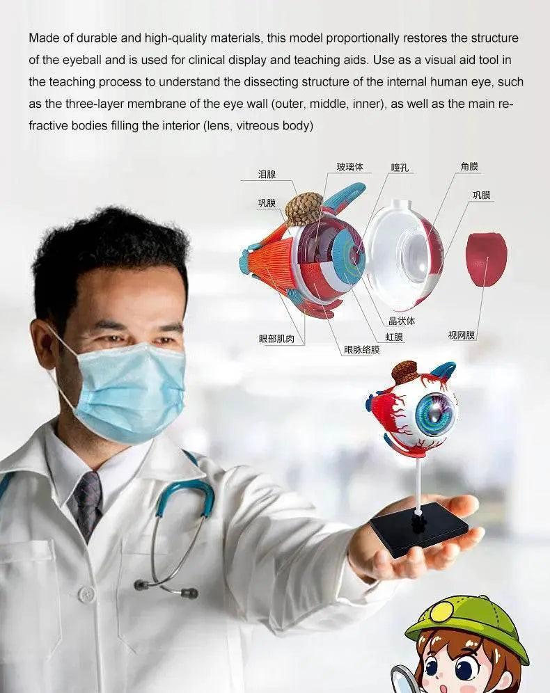  High-Quality 4D Human Brain Anatomy Model Assembly DIY For Medical Biology Studying Teaching Tool -  ToylandEU™