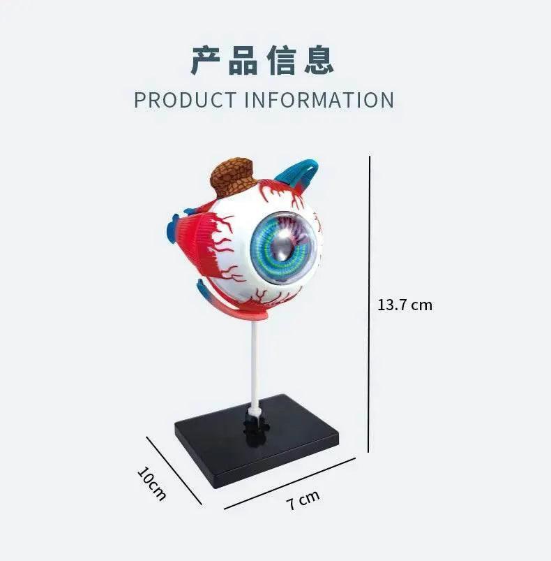  High-Quality 4D Human Brain Anatomy Model Assembly DIY For Medical Biology Studying Teaching Tool -  ToylandEU™