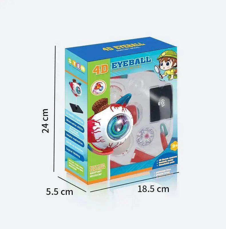  High-Quality 4D Human Brain Anatomy Model Assembly DIY For Medical Biology Studying Teaching Tool -  ToylandEU™