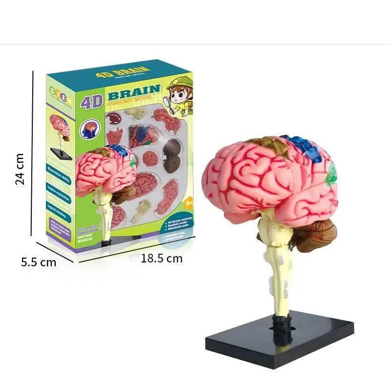  High-Quality 4D Human Brain Anatomy Model Assembly DIY For Medical Biology Studying Teaching Tool -  ToylandEU™