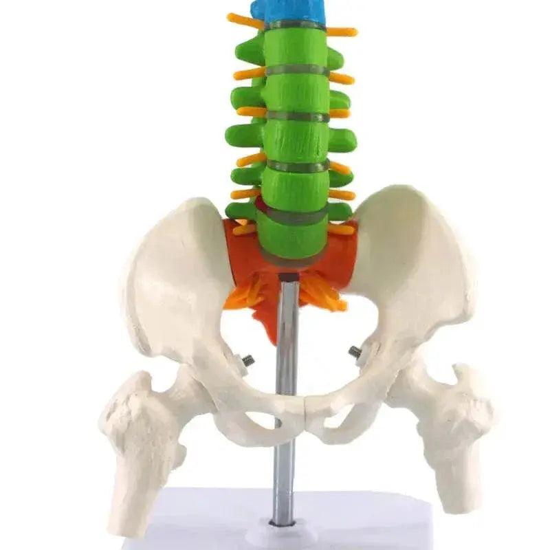  Human Spine With Pelvic Anatomy Model 45cm Medical Science Teaching Biology Neurosurgery Resources Anatomical Models Skeleton -  ToylandEU™