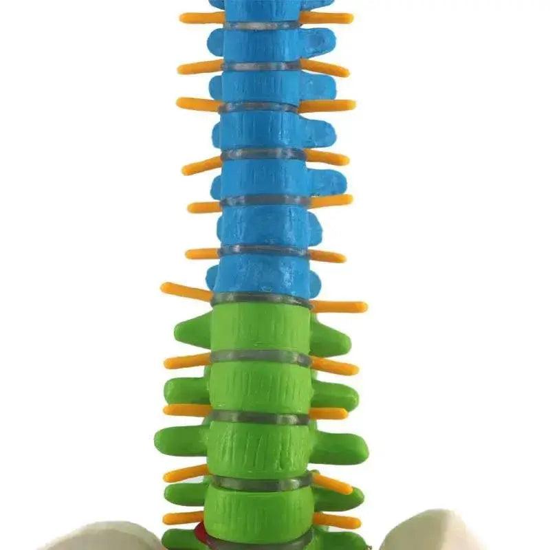  Human Spine With Pelvic Anatomy Model 45cm Medical Science Teaching Biology Neurosurgery Resources Anatomical Models Skeleton -  ToylandEU™