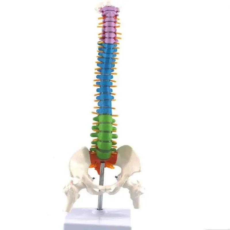  Human Spine With Pelvic Anatomy Model 45cm Medical Science Teaching Biology Neurosurgery Resources Anatomical Models Skeleton -  ToylandEU™