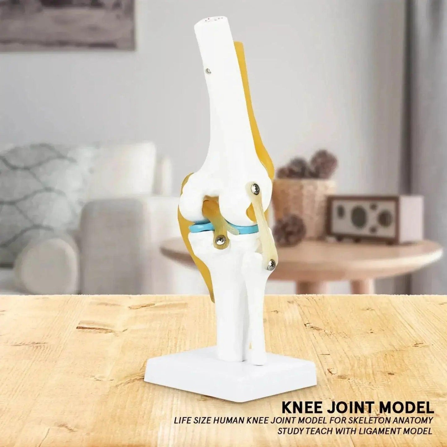  Knee Joint Anatomy Model Life Size Human Knee Joint Model for Skeleton Study and Teaching -  ToylandEU™