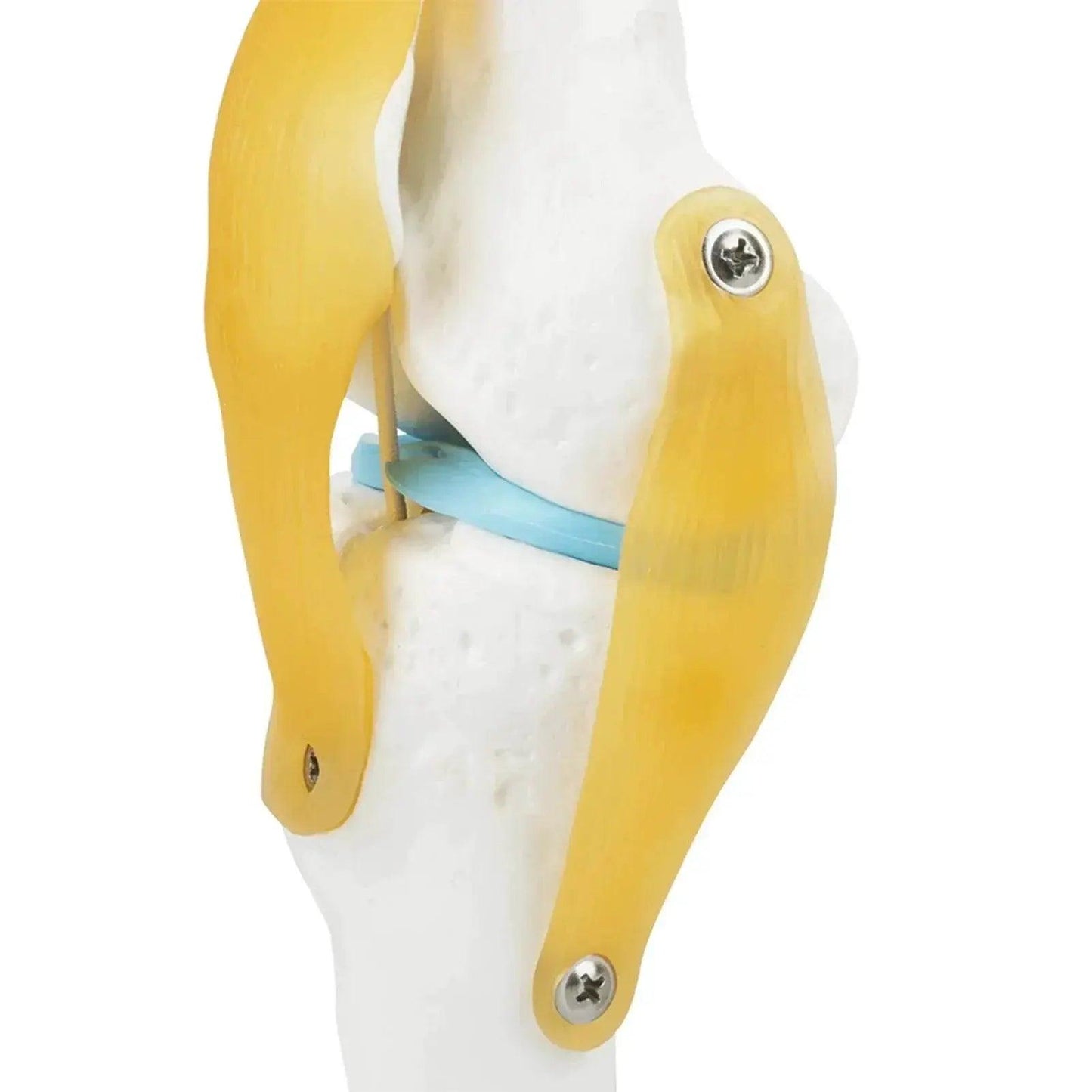  Knee Joint Anatomy Model Life Size Human Knee Joint Model for Skeleton Study and Teaching -  ToylandEU™