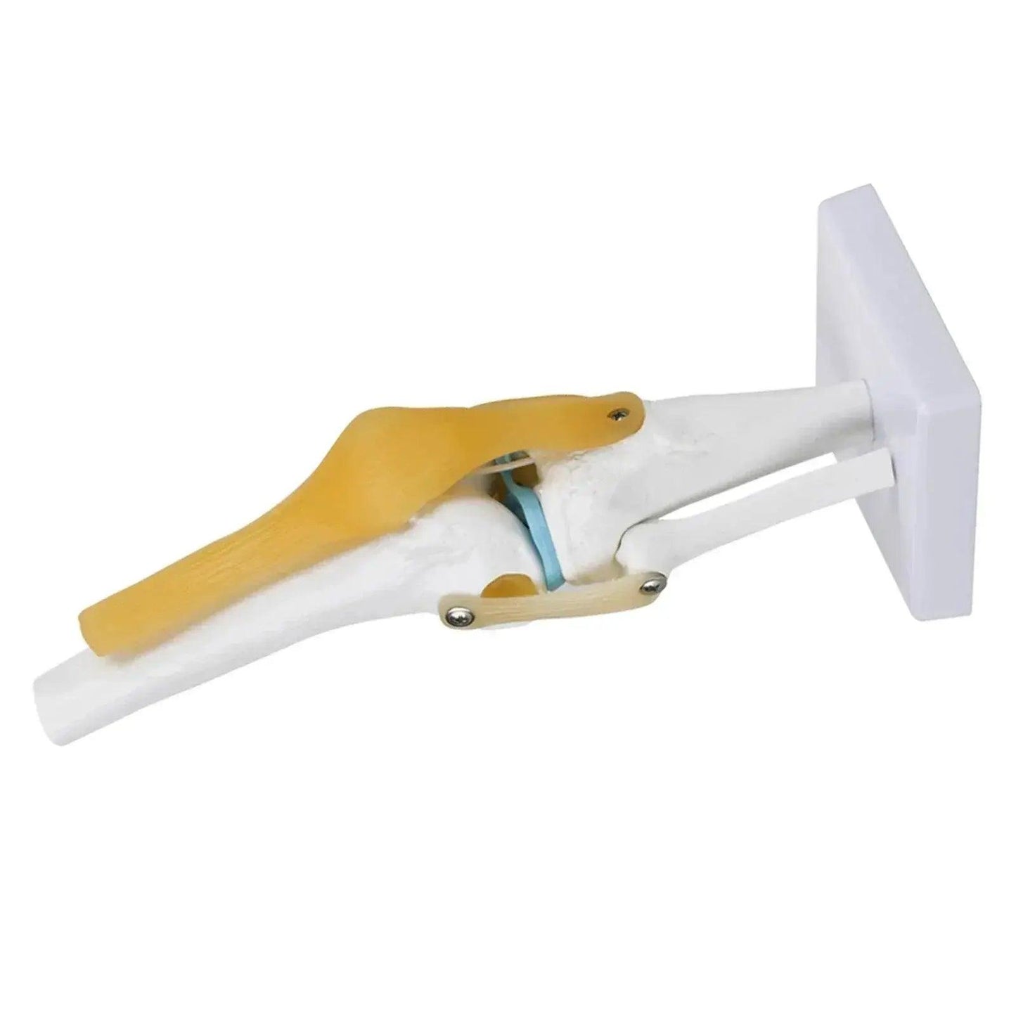 Knee Joint Anatomy Model Life Size Human Knee Joint Model for Skeleton Study and Teaching -  ToylandEU™