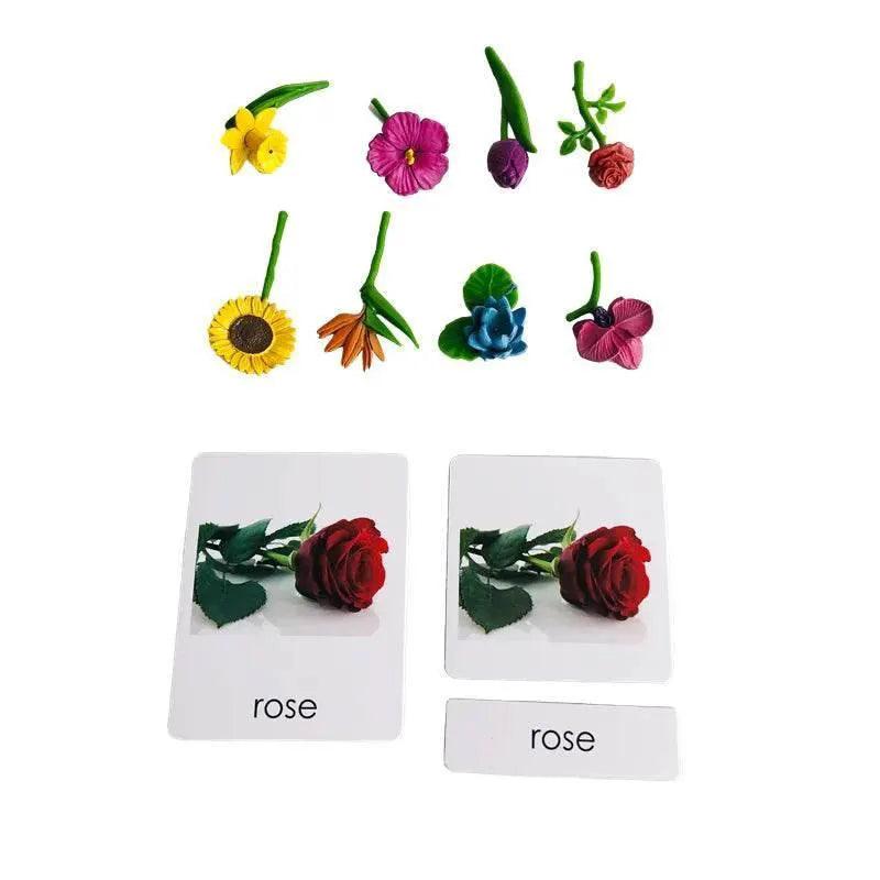  Montessori Language Models Of Human Organs 3-Part Cards Kit -  ToylandEU™