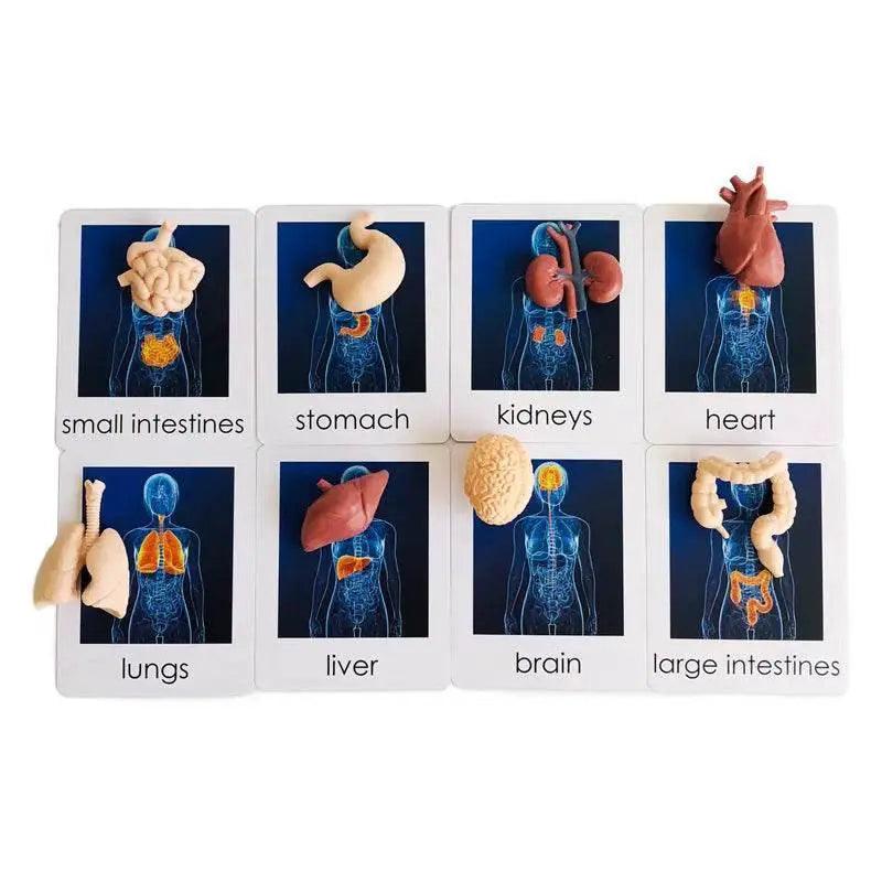  Montessori Language Models Of Human Organs 3-Part Cards Kit -  ToylandEU™