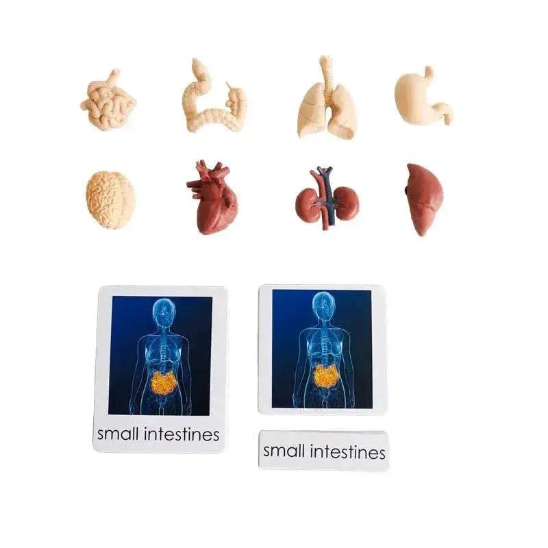  Montessori Language Models Of Human Organs 3-Part Cards Kit -  ToylandEU™