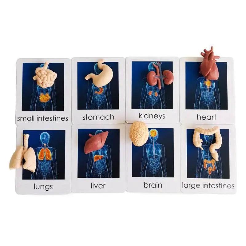  Montessori Language Models Of Human Organs 3-Part Cards Kit -  ToylandEU™