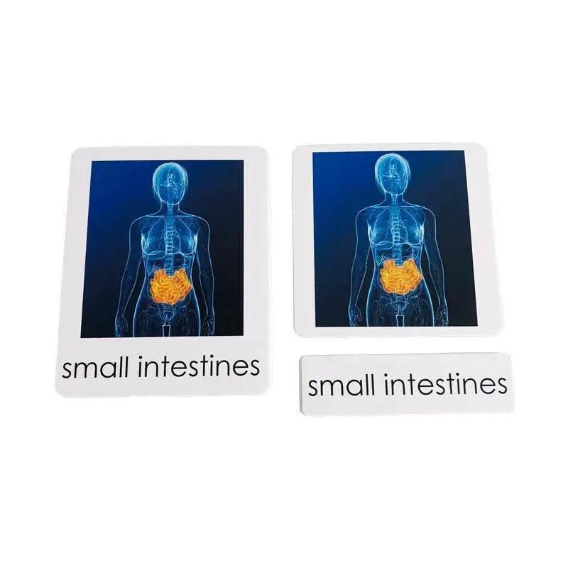  Montessori Language Models Of Human Organs 3-Part Cards Kit -  ToylandEU™