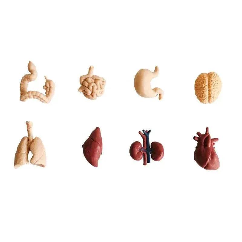  Montessori Language Models Of Human Organs 3-Part Cards Kit -  ToylandEU™