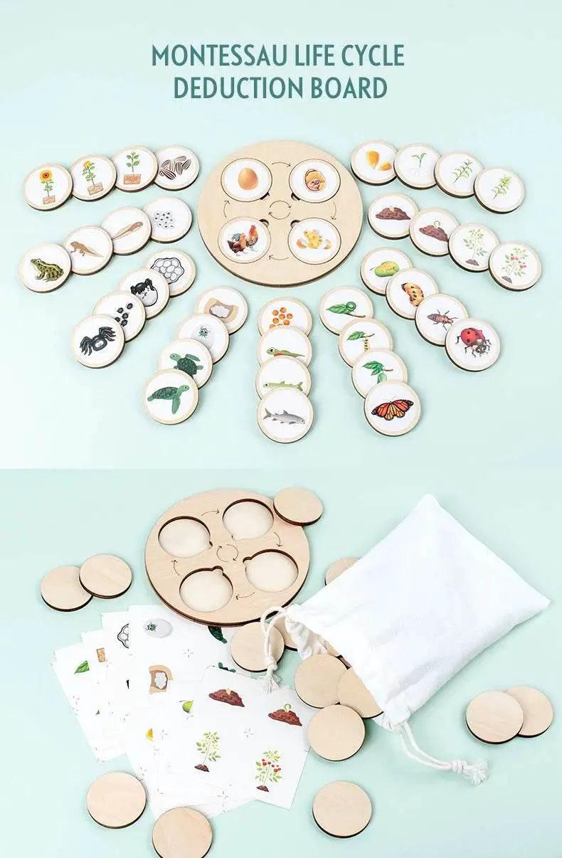  Life Cycle Montessori Kit Animal Sorting Figures -  ToylandEU™