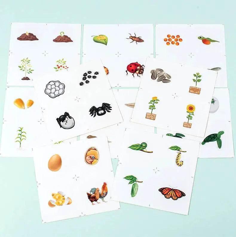  Life Cycle Montessori Kit Animal Sorting Figures -  ToylandEU™
