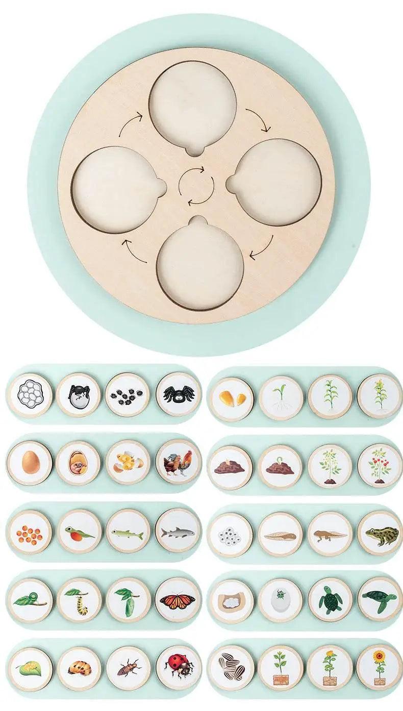  Life Cycle Montessori Kit Animal Sorting Figures -  ToylandEU™