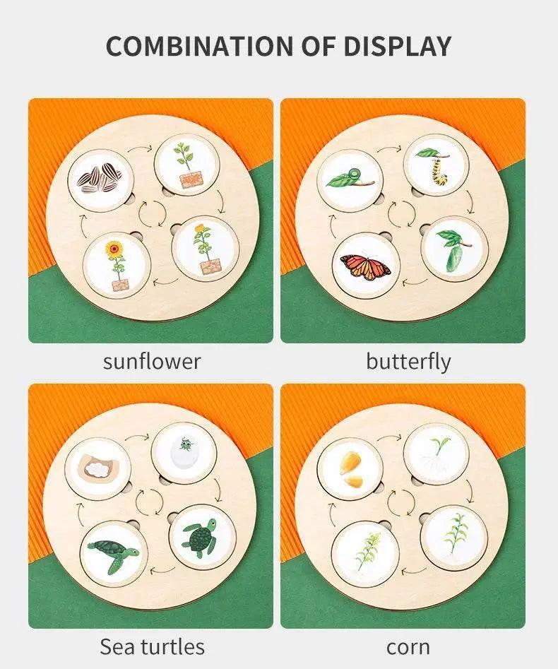  Life Cycle Montessori Kit Animal Sorting Figures -  ToylandEU™