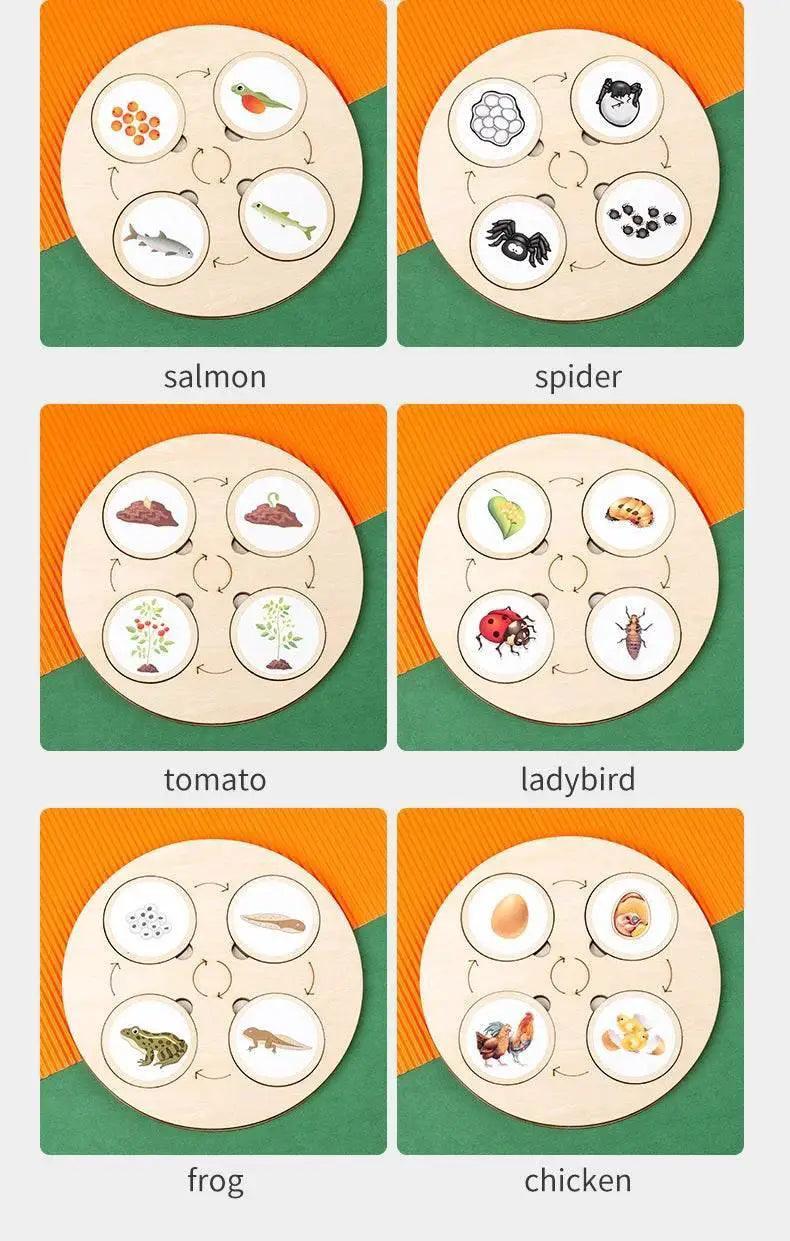  Life Cycle Montessori Kit Animal Sorting Figures -  ToylandEU™