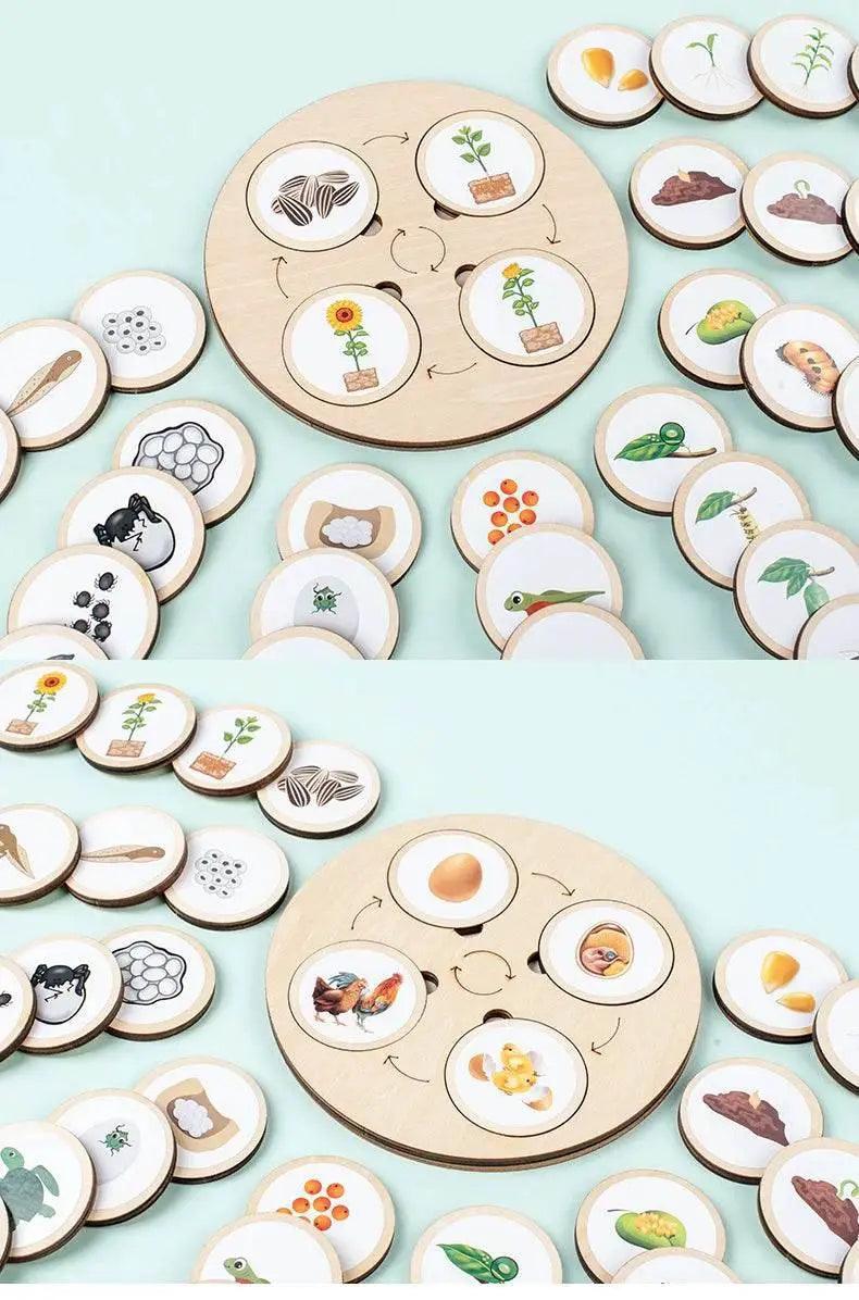  Life Cycle Montessori Kit Animal Sorting Figures -  ToylandEU™