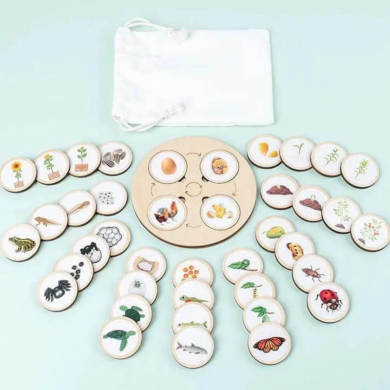  Life Cycle Montessori Kit Animal Sorting Figures -  ToylandEU™