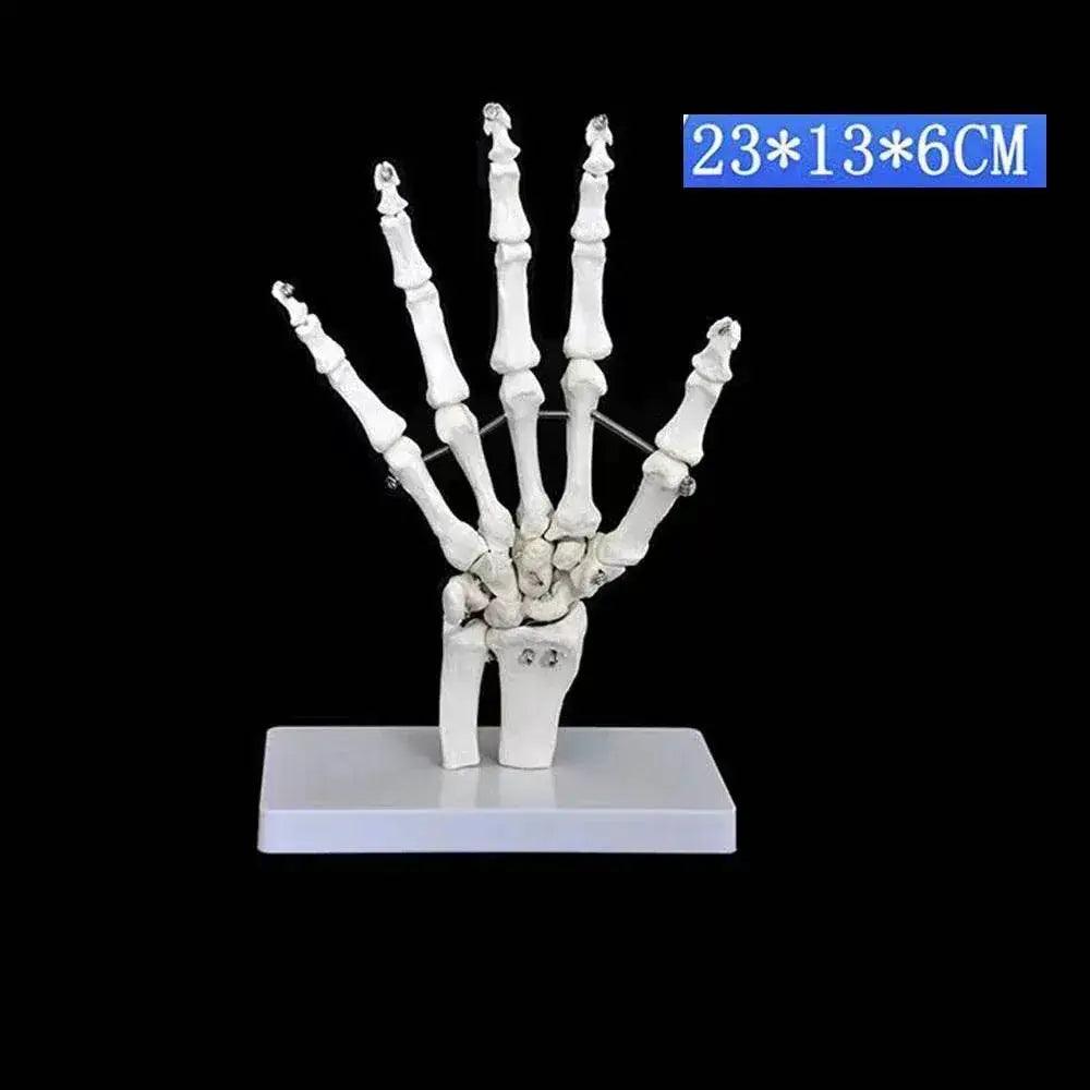  Life Size Foot Ankle Joint Skeleton Model Medical Display Study Tool for School 1:1 -  ToylandEU™