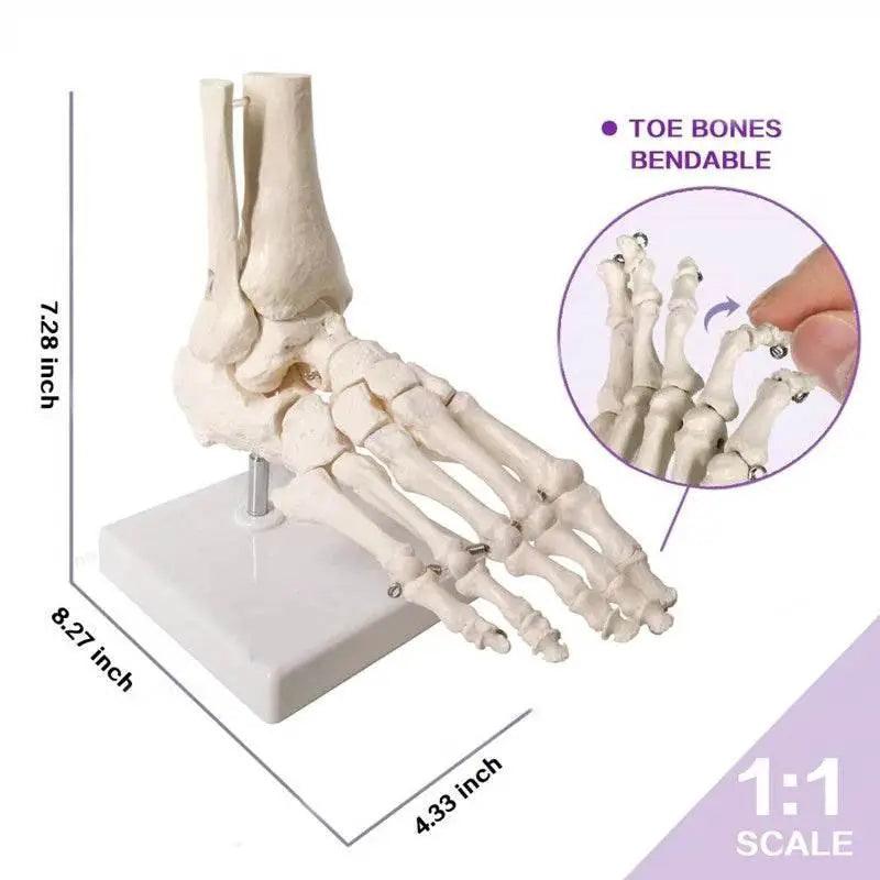  Life Size Foot Ankle Joint Skeleton Model Medical Display Study Tool for School 1:1 -  ToylandEU™