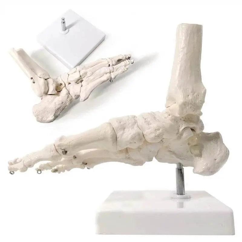  Life Size Foot Ankle Joint Skeleton Model Medical Display Study Tool for School 1:1 -  ToylandEU™