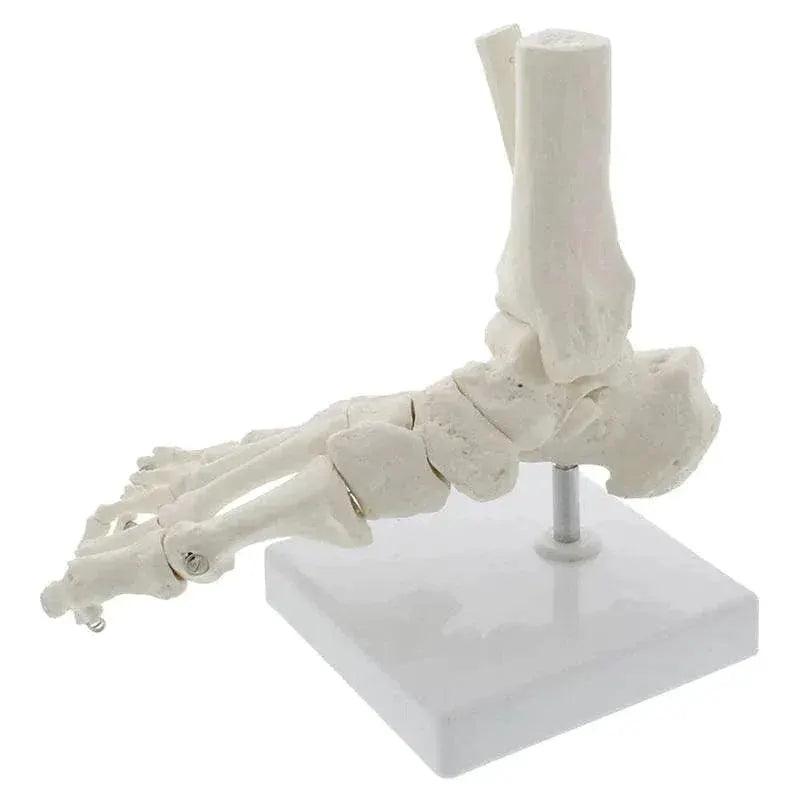  Life Size Foot Ankle Joint Skeleton Model Medical Display Study Tool for School 1:1 -  ToylandEU™