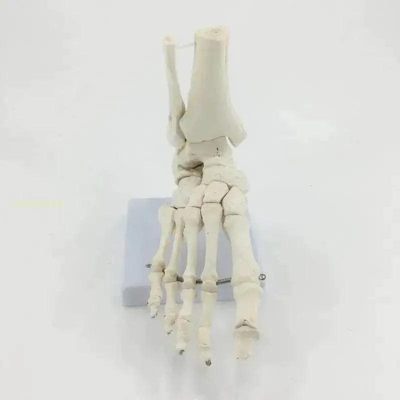  Life Size Foot Ankle Joint Skeleton Model Medical Display Study Tool for School 1:1 -  ToylandEU™