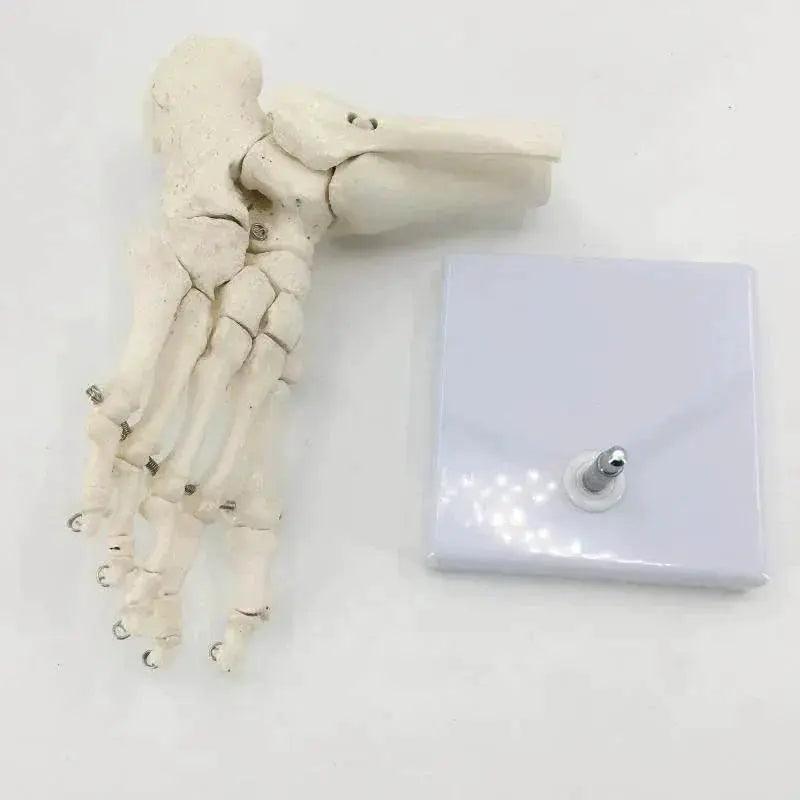  Life Size Foot Ankle Joint Skeleton Model Medical Display Study Tool for School 1:1 -  ToylandEU™