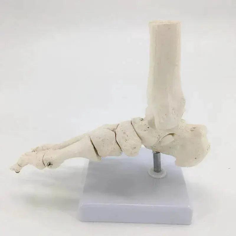  Life Size Foot Ankle Joint Skeleton Model Medical Display Study Tool for School 1:1 -  ToylandEU™