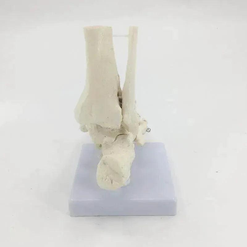  Life Size Foot Ankle Joint Skeleton Model Medical Display Study Tool for School 1:1 -  ToylandEU™