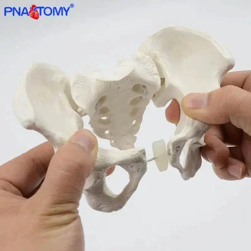  Mini Pelvis Model Human Skeleton Specimen Hip Skeleton Anatomy Medical Tool School Used 1:2 Pubis -  ToylandEU™