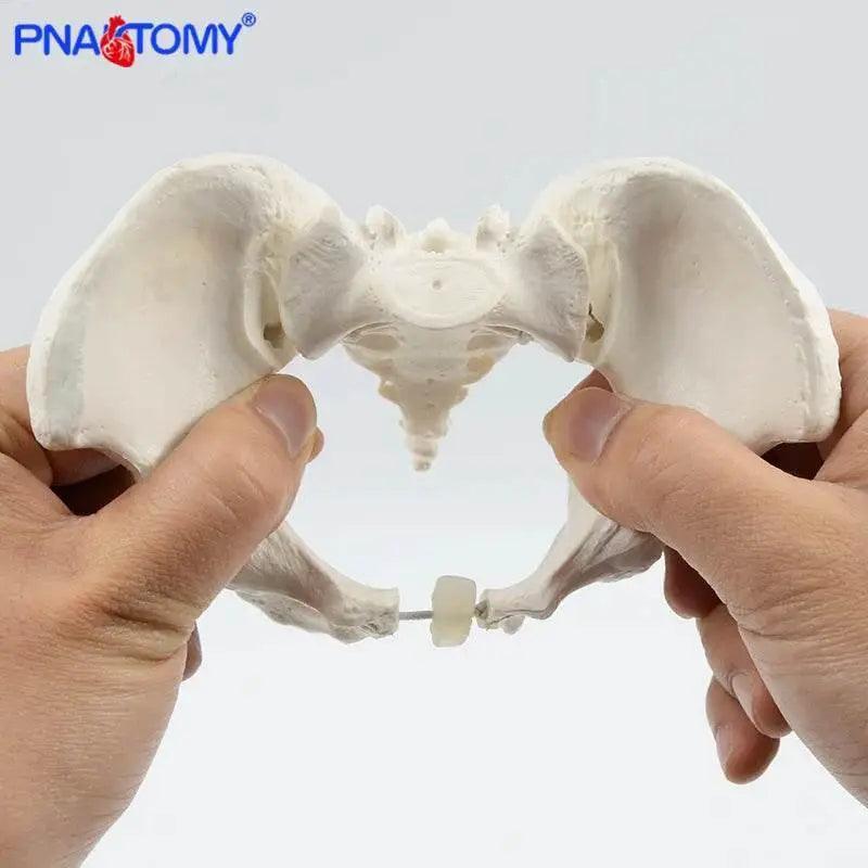  Mini Pelvis Model Human Skeleton Specimen Hip Skeleton Anatomy Medical Tool School Used 1:2 Pubis -  ToylandEU™