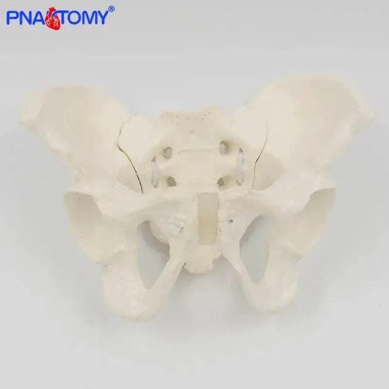  Mini Pelvis Model Human Skeleton Specimen Hip Skeleton Anatomy Medical Tool School Used 1:2 Pubis -  ToylandEU™