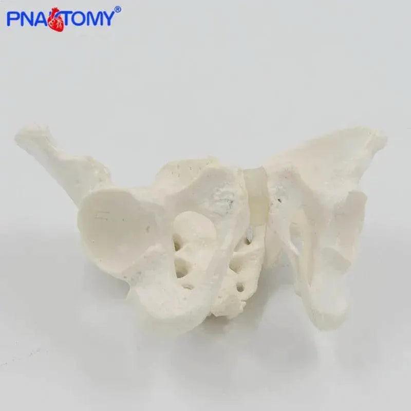  Mini Pelvis Model Human Skeleton Specimen Hip Skeleton Anatomy Medical Tool School Used 1:2 Pubis -  ToylandEU™