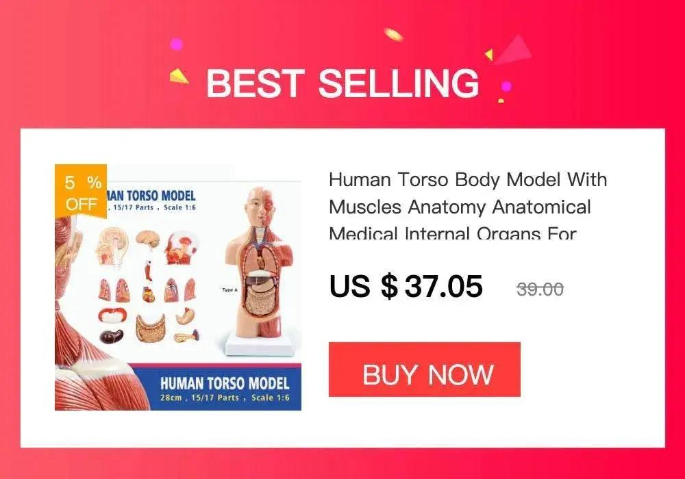  Mini Pelvis Model Human Skeleton Specimen Hip Skeleton Anatomy Medical Tool School Used 1:2 Pubis -  ToylandEU™