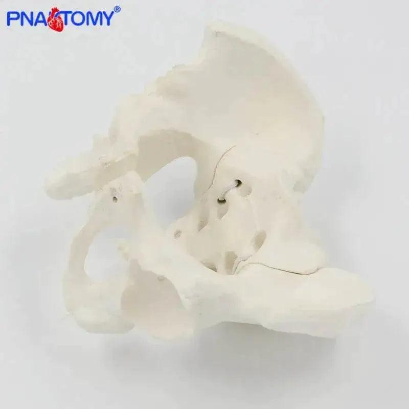  Mini Pelvis Model Human Skeleton Specimen Hip Skeleton Anatomy Medical Tool School Used 1:2 Pubis -  ToylandEU™