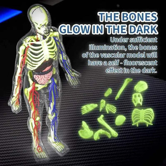  Engaging Anatomy Model Detachable Skeleton Toyland EU -  ToylandEU™
