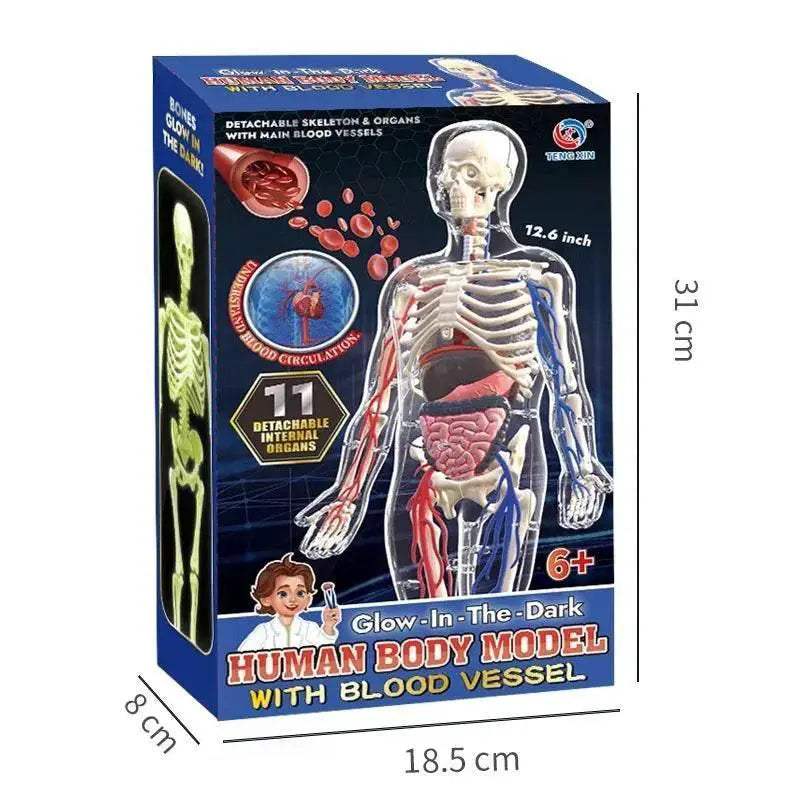  Engaging Anatomy Model Detachable Skeleton Toyland EU -  ToylandEU™