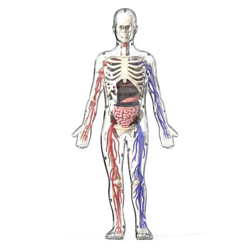  Engaging Anatomy Model Detachable Skeleton Toyland EU -  ToylandEU™