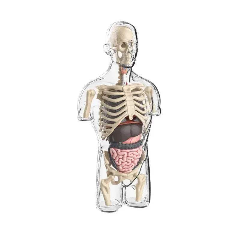 Engaging Anatomy Model Detachable Skeleton Toyland EU -  ToylandEU™