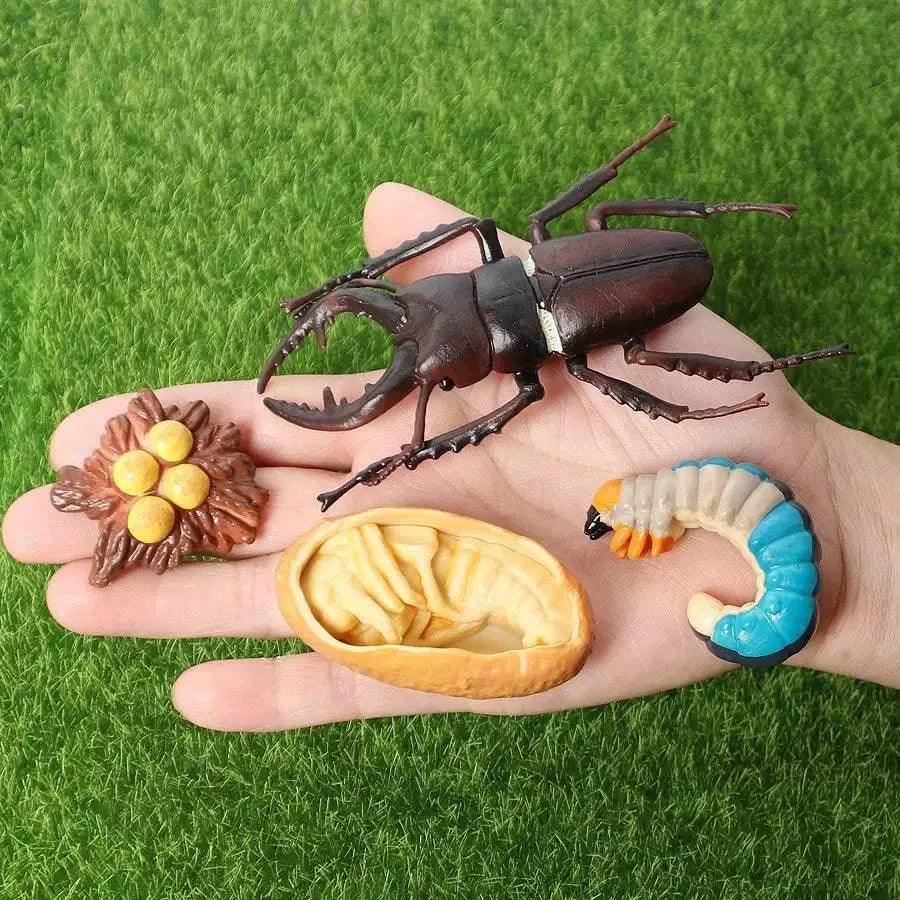  Engaging STEM Toy Life Cycle 4 Stage Kit Toyland EU -  ToylandEU™