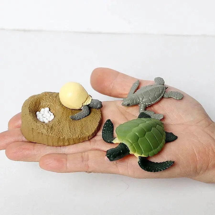  Engaging STEM Toy Life Cycle 4 Stage Kit Toyland EU -  ToylandEU™