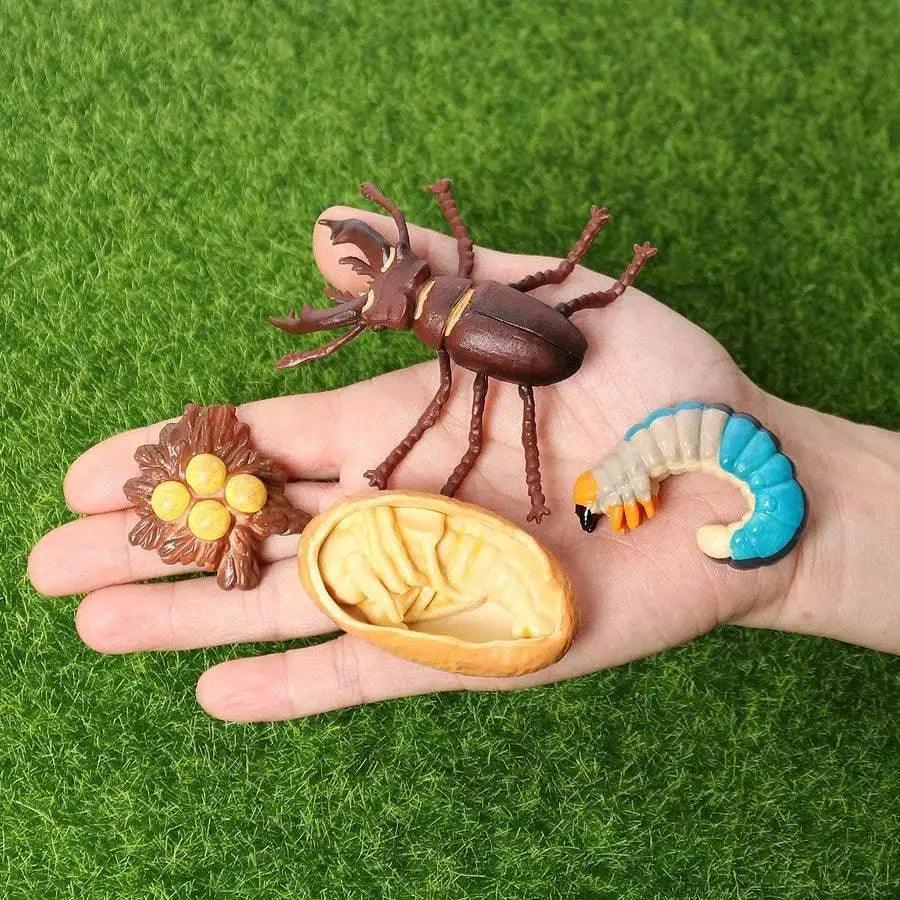  Engaging STEM Toy Life Cycle 4 Stage Kit Toyland EU -  ToylandEU™