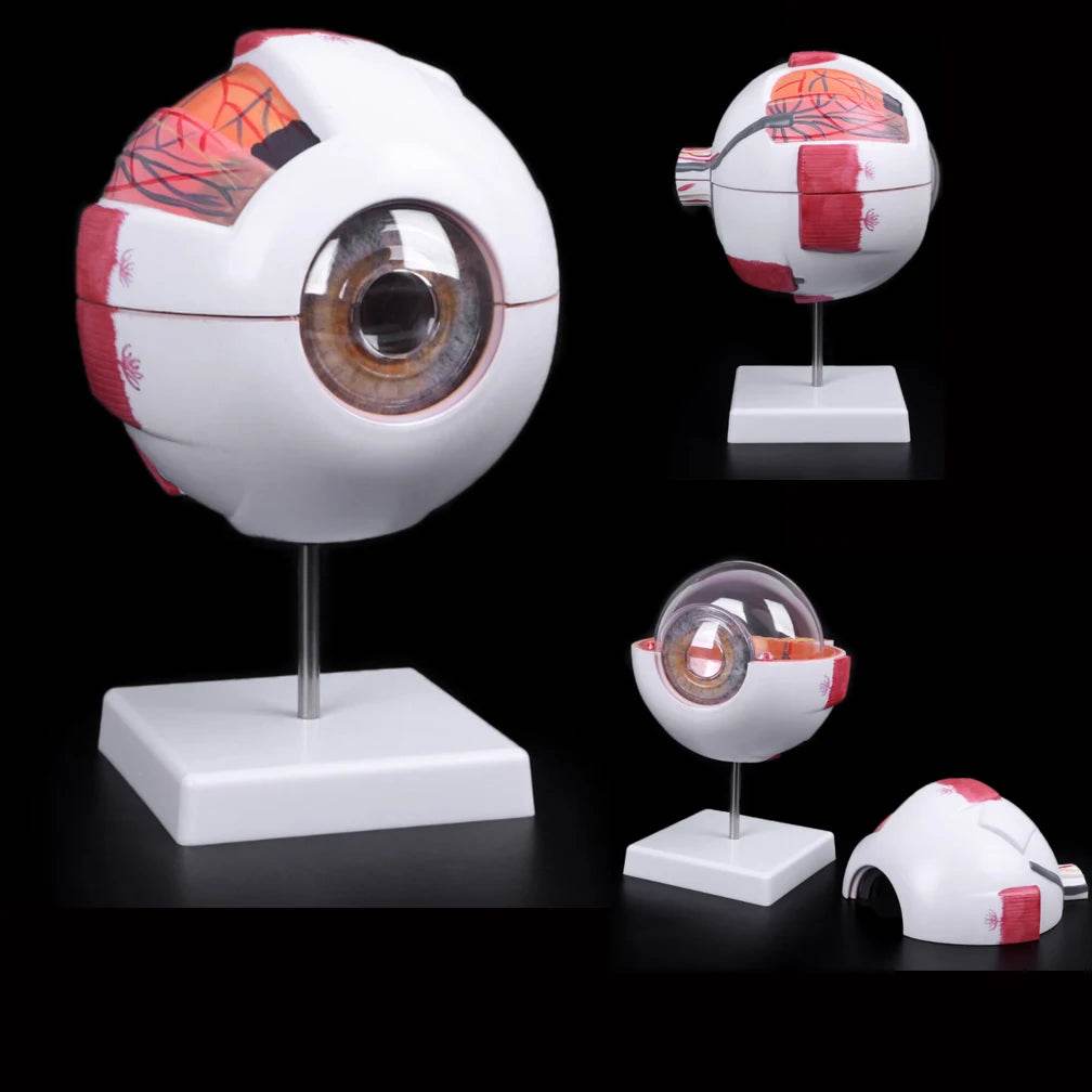 Modelo de anatomia do globo ocular para estudo de doenças oculares 6X 3X Modelo de anatomia do olho humano Órgãos humanos Acessório de ensino - ToylandEU