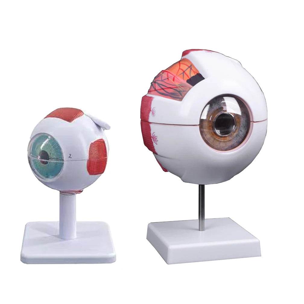 Modelo de anatomia do globo ocular para estudo de doenças oculares 6X 3X Modelo de anatomia do olho humano Órgãos humanos Acessório de ensino - ToylandEU