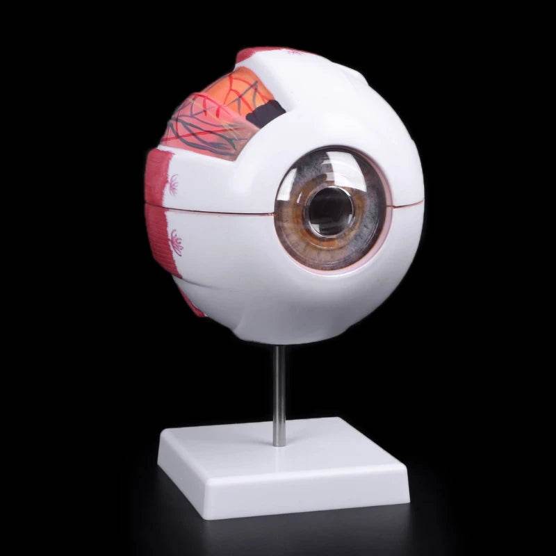 Modelo de anatomia do globo ocular para estudo de doenças oculares 6X 3X Modelo de anatomia do olho humano Órgãos humanos Acessório de ensino - ToylandEU