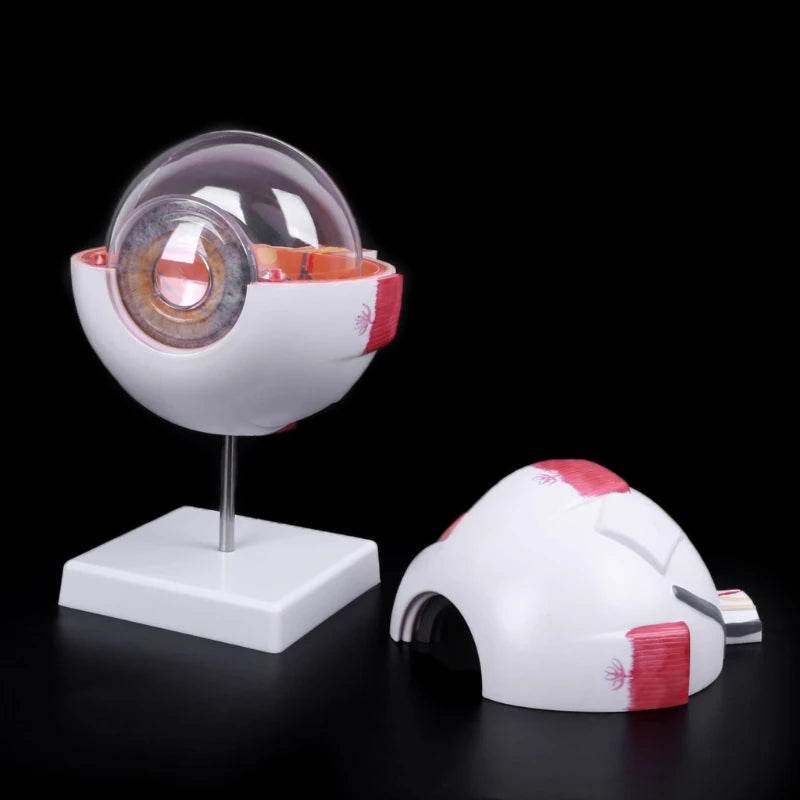 Modelo de anatomia do globo ocular para estudo de doenças oculares 6X 3X Modelo de anatomia do olho humano Órgãos humanos Acessório de ensino - ToylandEU